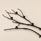 DECORATIVE BRANCH Chairs And Company